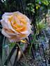 Rochemenier Village ® rose photo