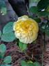 Comtesse du Barry ® rose photo