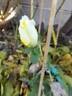 Windrush rose photo