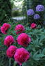 Angelo Cobb Freeborn peony photo