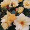 DICsolar rose photo