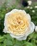 Angels Delight rose photo
