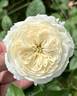 Angels Delight rose photo