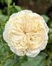 Angels Delight rose photo