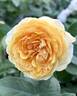Beyond Fabulous! rose photo