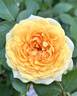 Beyond Fabulous! rose photo