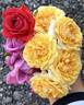 Beyond Fabulous! rose photo