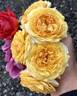 Beyond Fabulous! rose photo