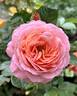 Coquitlam rose photo