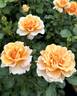 Glowing Inspiration rose photo