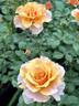 Glowing Inspiration rose photo