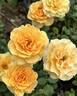 Glowing Inspiration rose photo