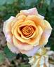 Glowing Inspiration rose photo