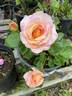 Della Balfour rose photo