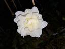 Windrush rose photo