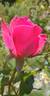 Electron ® rose photo