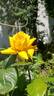 Radiant Perfume ™ rose photo