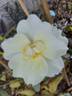 Windrush rose photo