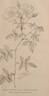 R. sempervirens globosa rose photo