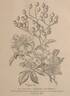 R. polyantha grandiflora rose photo
