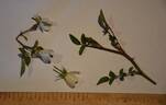 Microchip rose photo