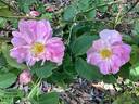 Celsiana rose photo