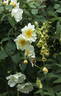 Windrush rose photo
