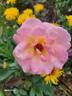 Ashtongold rose photo