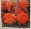 Dickson's Flame rose photo