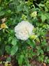 Carefree Bouquet rose photo