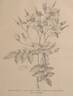R. moschata rose photo