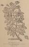 R. moschata rose photo