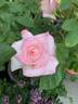 Secret ™ rose photo