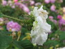 Blanche Simon rose photo