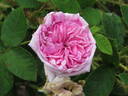 Princesse Adélaide rose photo
