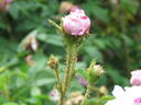 Princesse Adélaide rose photo