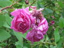 Eugène Verdier rose photo