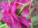 James Veitch rose photo
