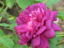 James Veitch rose photo