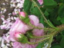 Madame Louis Lévêque rose photo