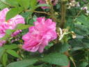 Madame Louis Lévêque rose photo