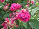 Capitaine Basroger rose photo