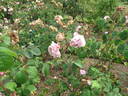 Cumberland Belle rose photo