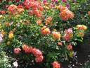 Bonanza ® rose photo