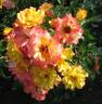 Bonanza ® rose photo