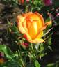 Bonanza ® rose photo