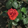 Terracotta rose photo