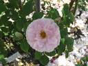 Kir Royal rose photo