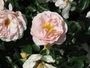 Sangerhäuser Jubiläumsrose ® rose photo