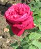Gospel rose photo